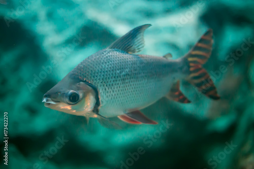 Close up of freshwater fish in aquarium.