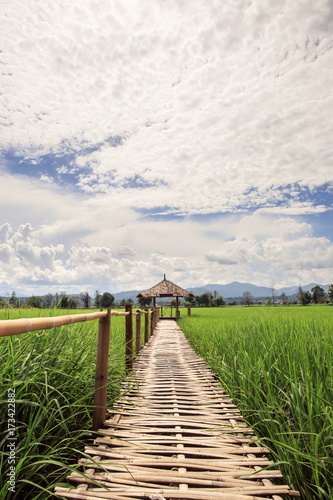 Hut and rice field in nature