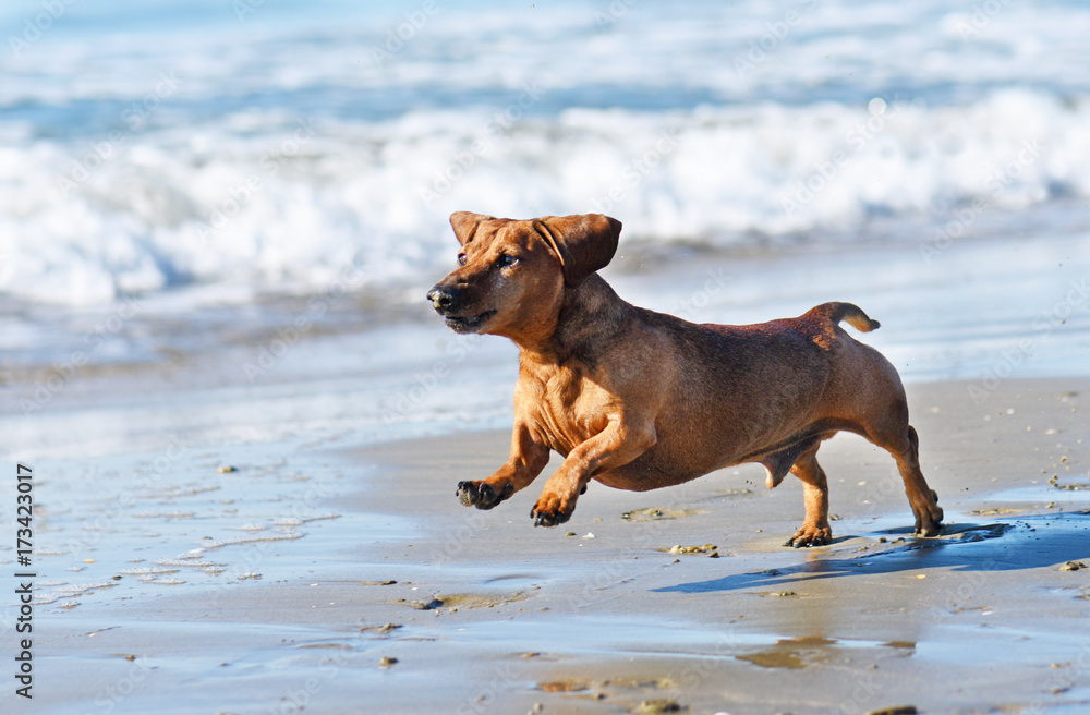dachshund on the beach dachshund on the beach