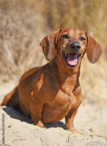 dachshund on the beach