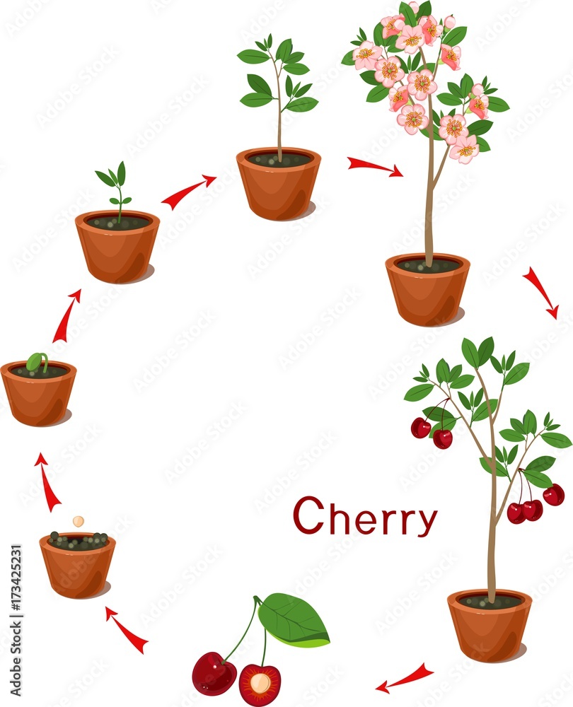 Plant growing from seed to cherry-tree. Life cycle plant Stock Vector |  Adobe Stock