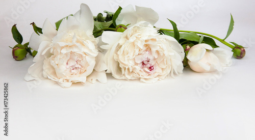 Decorative card with white peonies flowers © lumikk555