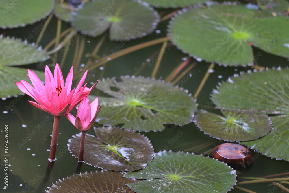 Pink Lotus flower bloom in pond,water lily in the public park. Pink Lotus flower bloom in pond,water lily in the public park.