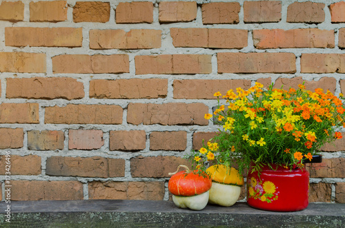 Flowers in flowerpot with decorative pumpkins on the brick wall background