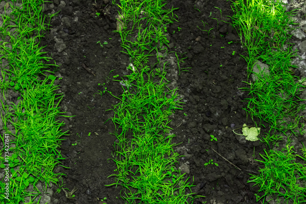 Dill on ground spring garden background Dill on ground spring garden background