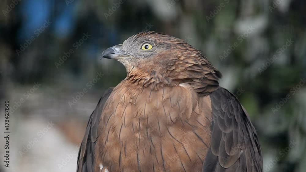 Portrait of a honey-buzzard looking curious Portrait of a honey-buzzard looking curious