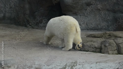 polar bear is going to his cave