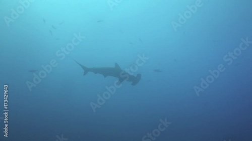 Wallpaper Mural Hammerhead Shark swims in blue sea ocean in search of food, Caribbean sea Cocos Costa Rica. Underwater landscape, rocky pinnacles, canyons, walls and caves. Beautiful array of marine life. Torontodigital.ca