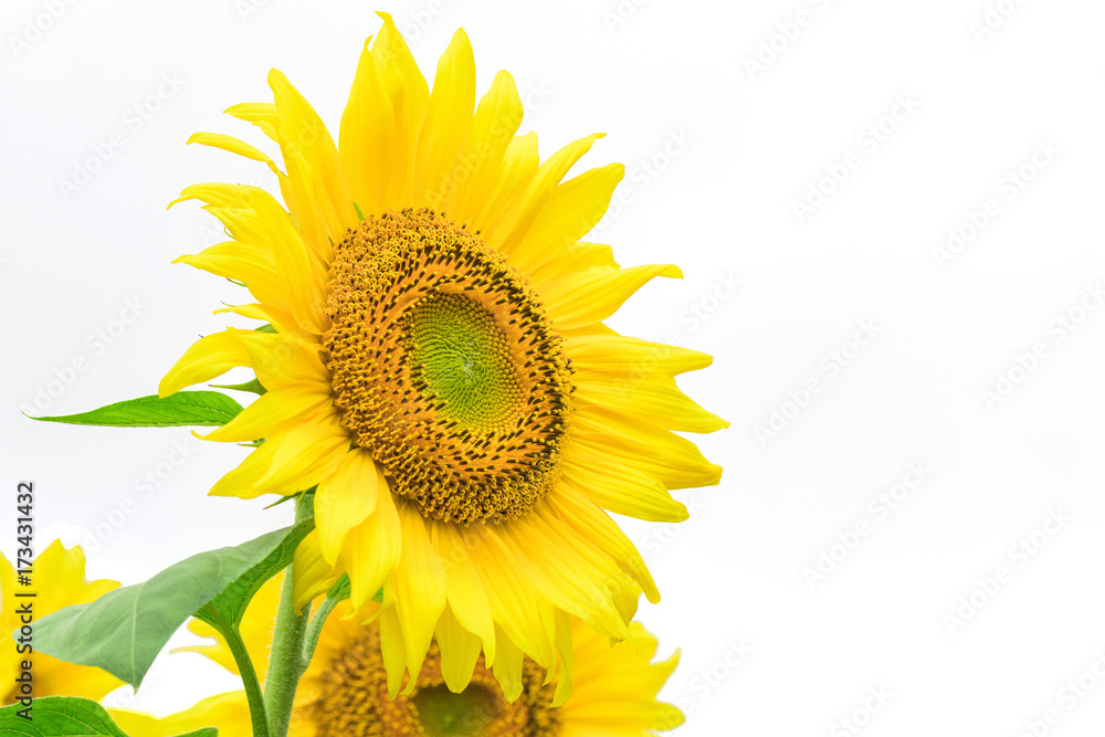 Fototapeta premium Sunflower isolated on white background with clipping path by Macro lens .