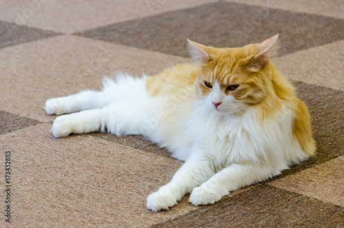 The cat is resting after the game