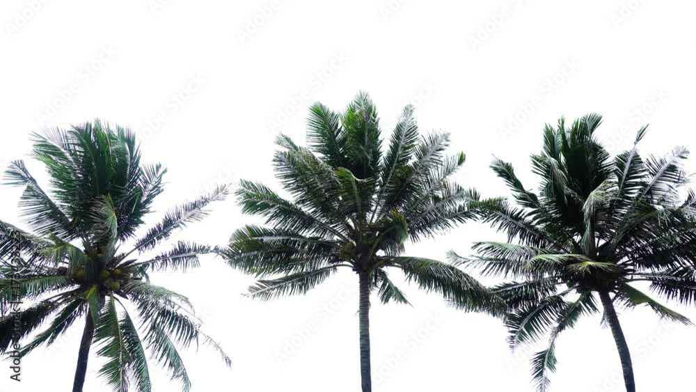 Palm tree isolated on white background Palm tree isolated on white background