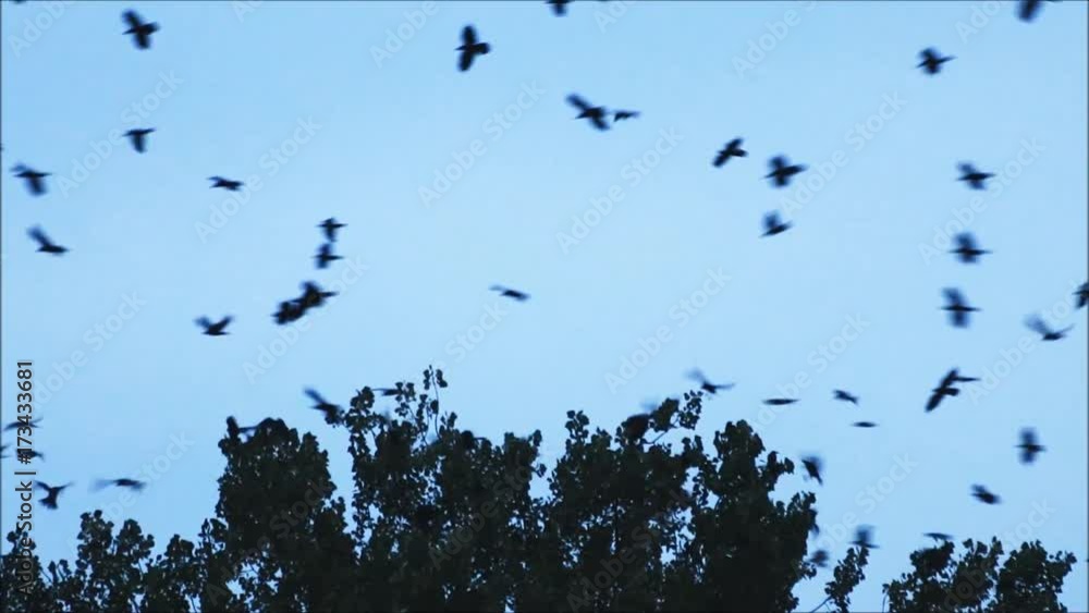 flock of crows circling in the sky
flock of crows circling in the sky