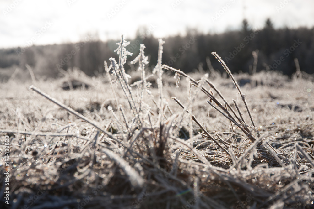 Fototapeta premium Frozen grass