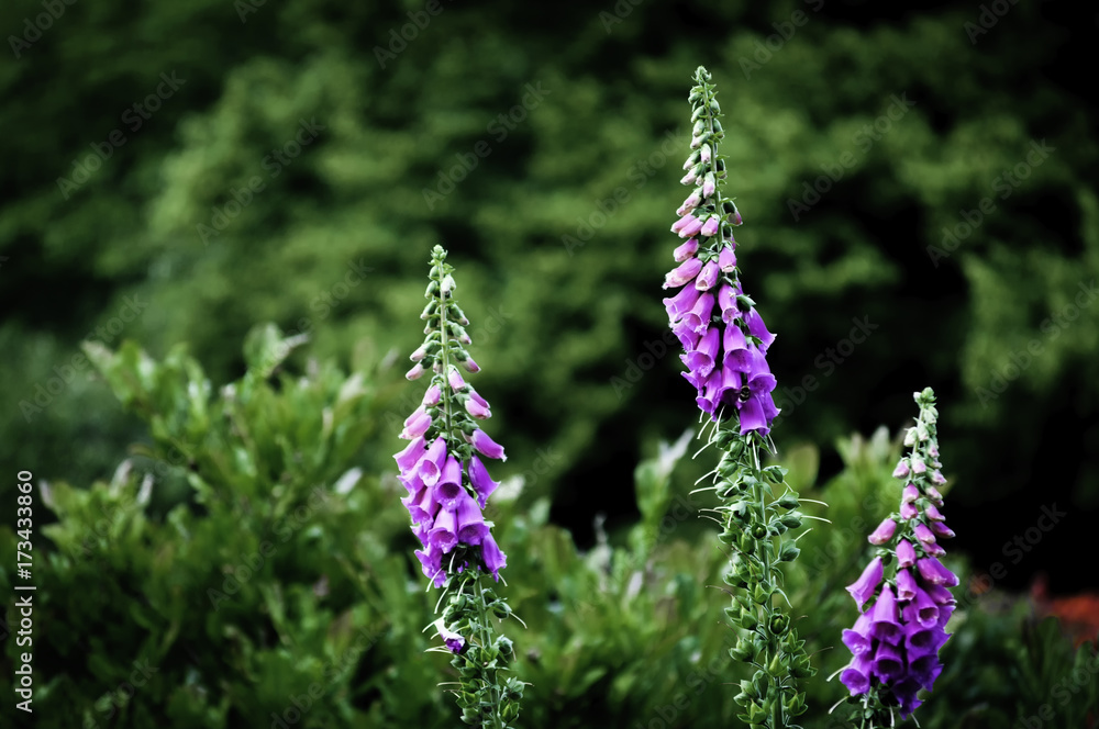 Obraz premium Foxglove