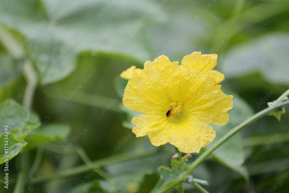 Yellow flower in bloom of cucumber. Yellow flower in bloom of cucumber.