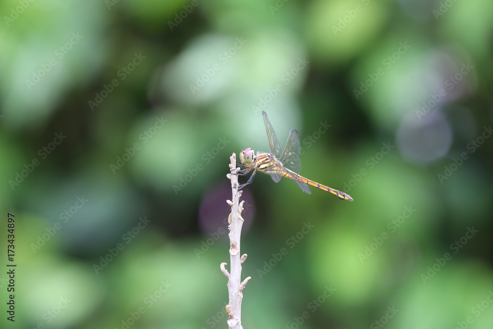 Dragonfly on tree top.