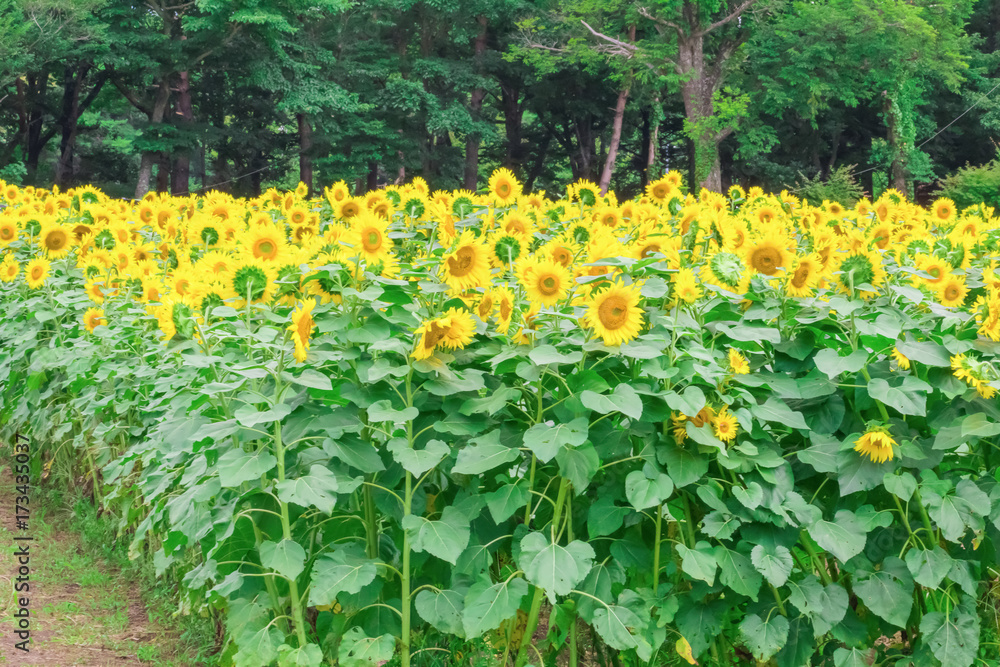 Sunflowers field  blooming  in the garden at sunny summer or spring day in Yamanashi Prefecture, Japan .