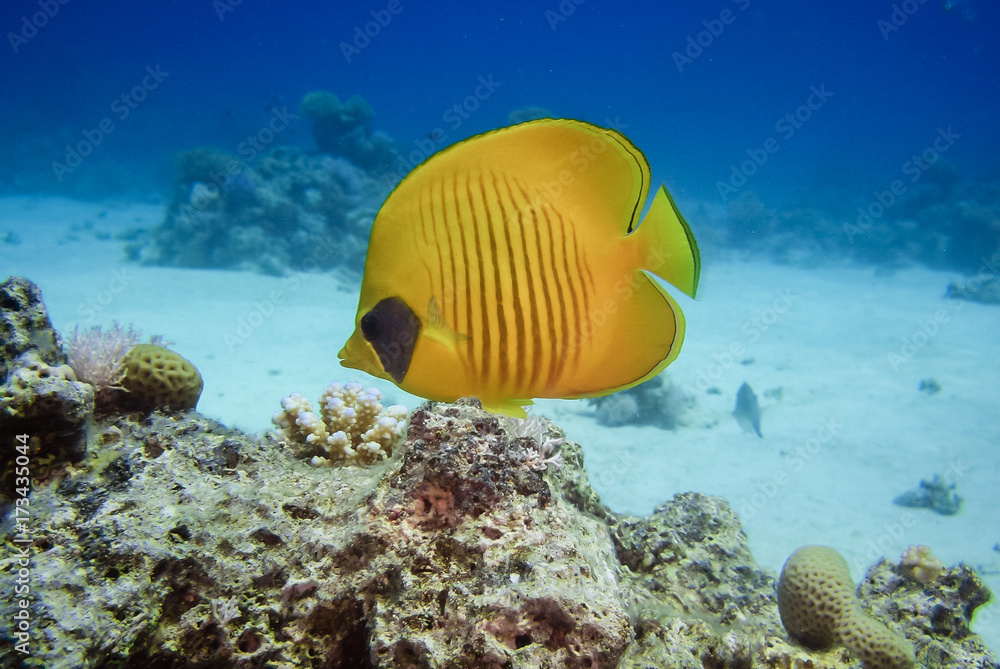 Fototapeta premium Falterfisch am chillen