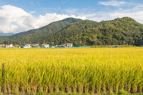  Rice fields and blue sky background.