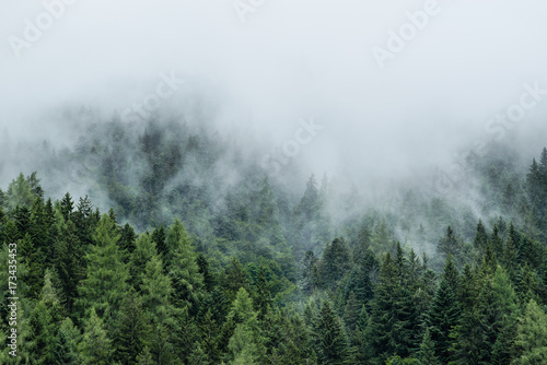 Forest in mist  low clouds in conifers  Austrian alps