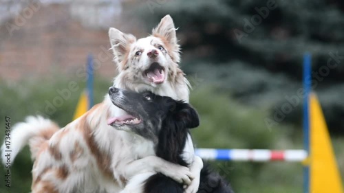 Two border collies - merle and tricolor colors playing with each other
