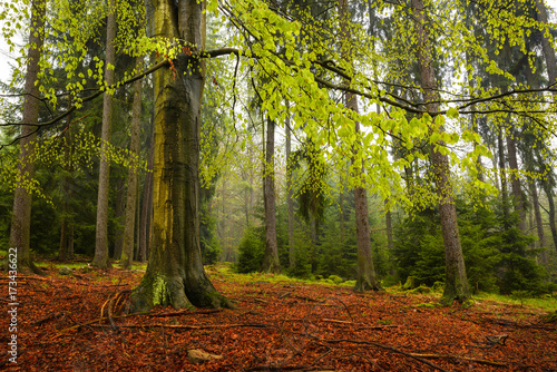 Forest, spring season, Fresh woodland Brdy Czech Republic