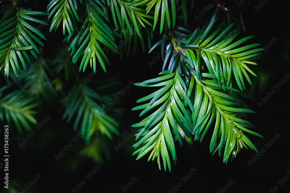 Close-up of pine tree leaves on black background