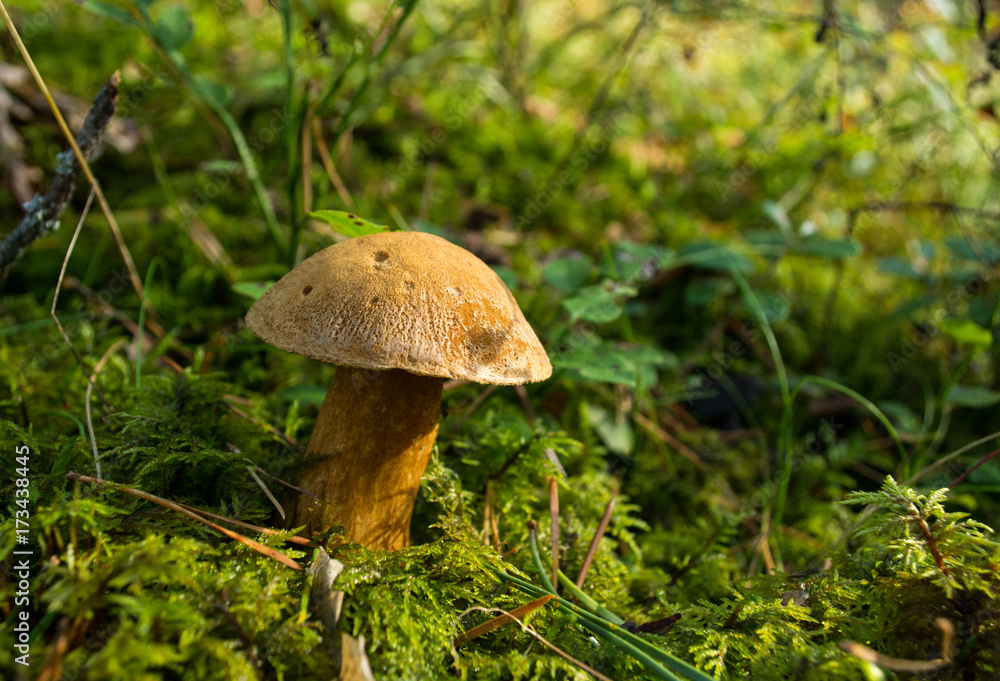 The forest edible mushroom growing on the green moss. Latvian nature, Europe. The forest edible mushroom growing on the green moss. Latvian nature, Europe.