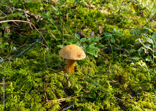  The forest edible mushroom growing on the green moss. Latvian nature, Europe.