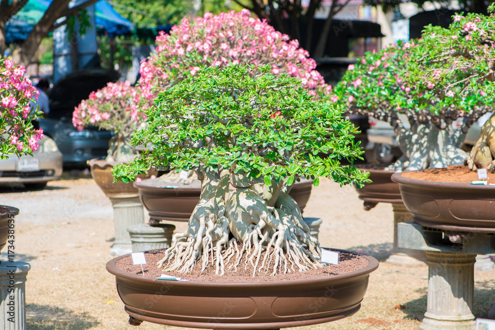 Style Bonsai De L'arbre D'Adenium Ou Du Désert Rose Dans Un Pot De Fleurs  Banque D'Images et Photos Libres De Droits. Image 86567446