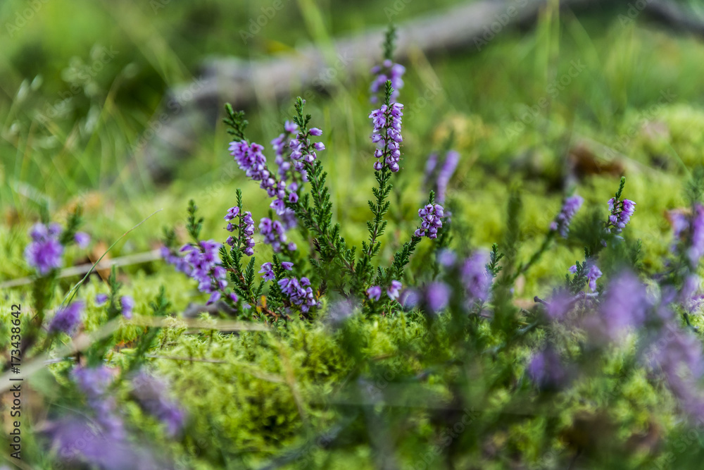 Purple heather in the green grass in forest environment. Purple heather in the green grass in forest environment.