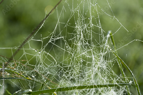 Dewy spider web in grass on blurry green background.