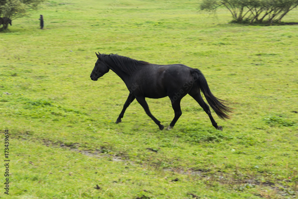 Black running horse on grazing land with green grass. Horse colt. 