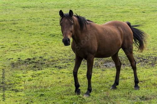 Brown horse on grazing land with green grass. Horse colt. 
