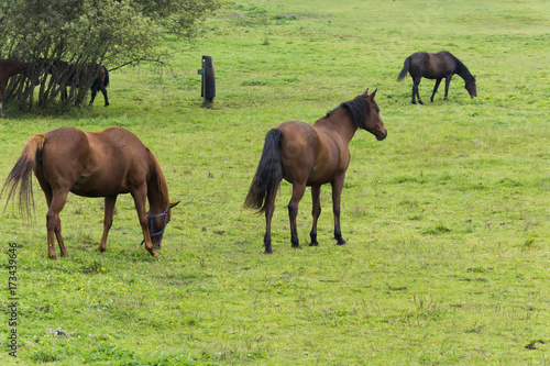 Brown horses on grazing land with green grass. 