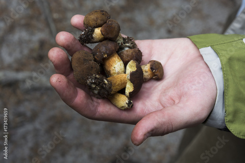 Mushrooming. Lot of small mushrooms in the hand. Little bolete. 