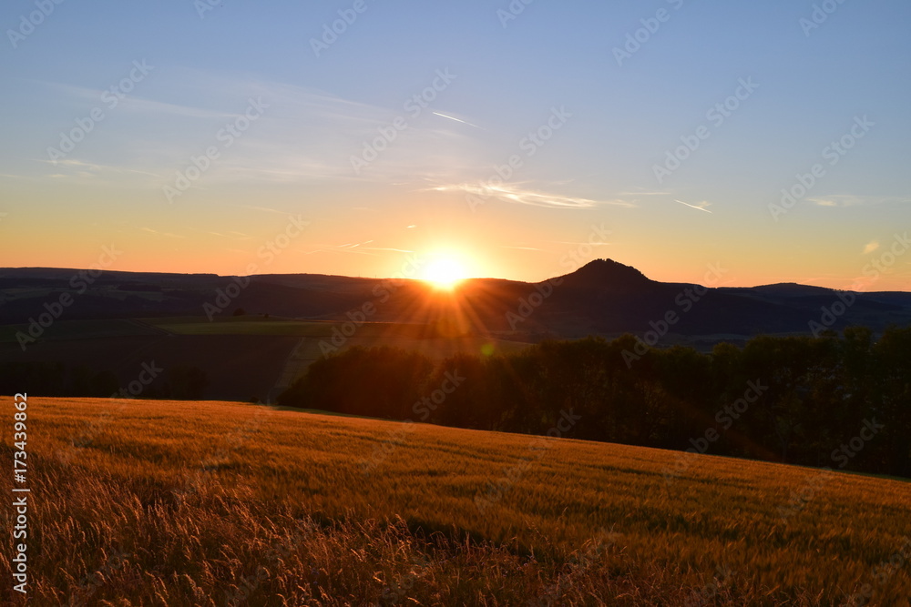 Obraz premium Getreide im Schein