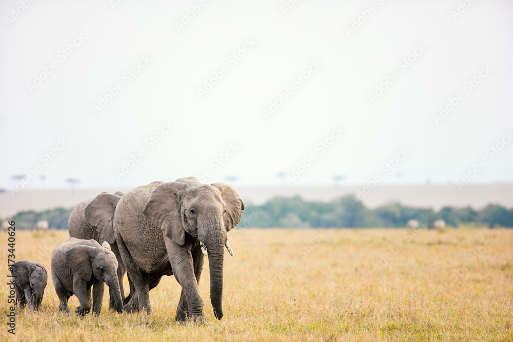 Naklejka premium Elephants in Africa
