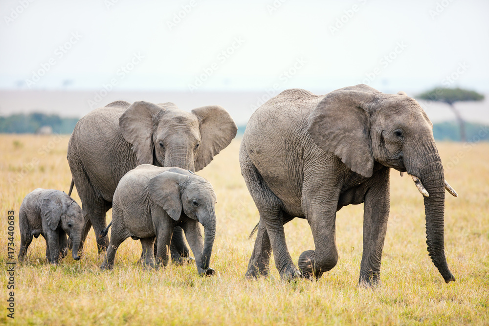 Elephants in Africa