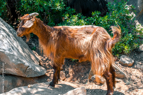 Wild goat on the island.