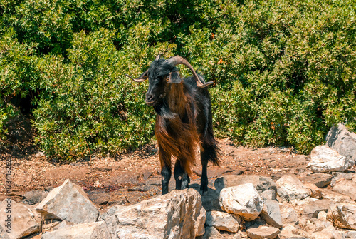 Wild goat on the island.