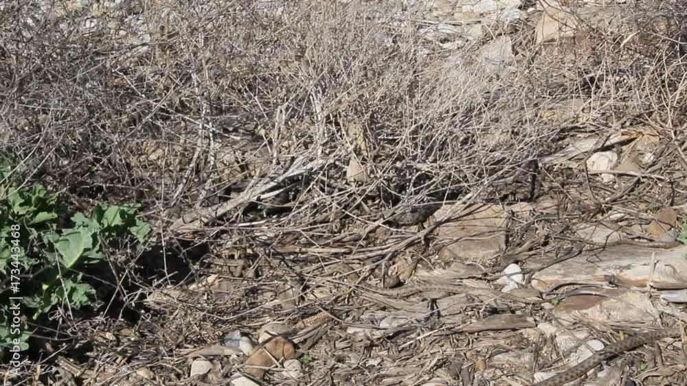 Snakes starts in the spring mating season.Many snakes gathered in the tangle Snakes starts in the spring mating season.Many snakes gathered in the tangle