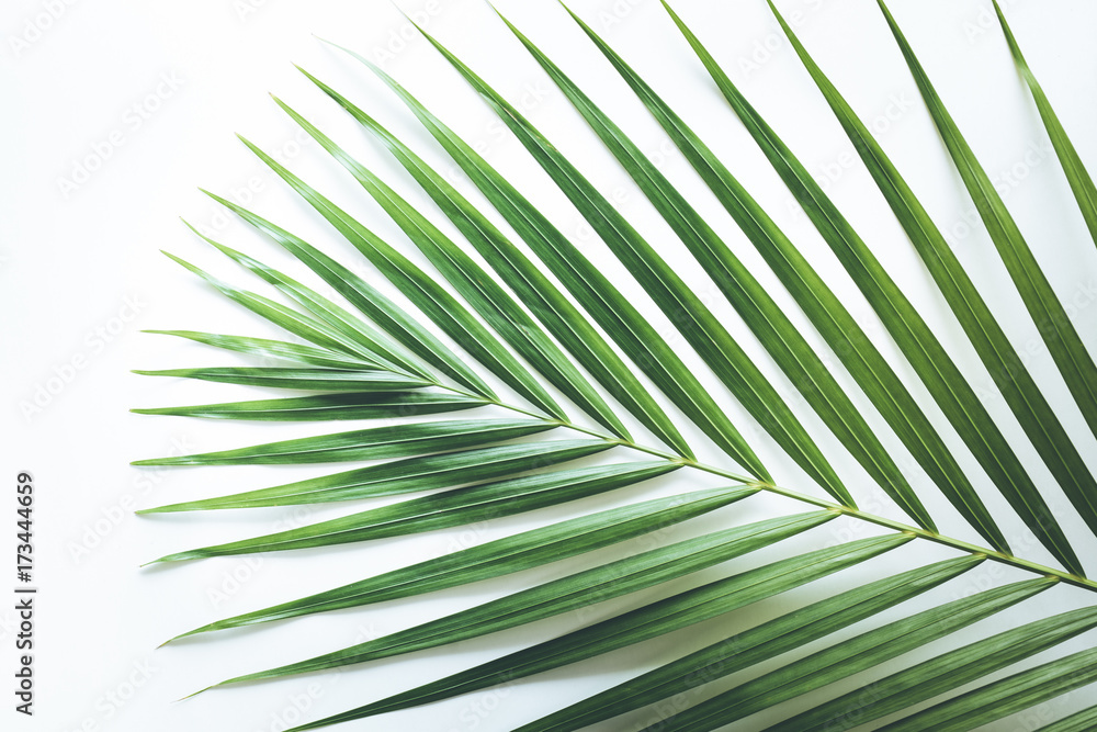 Fototapeta premium Real tropical leaves backgrounds on white.Botanical nature concepts.flat lay