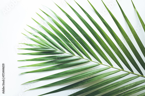 Real tropical leaves backgrounds on white.Botanical nature concepts.flat lay © hakinmhan
