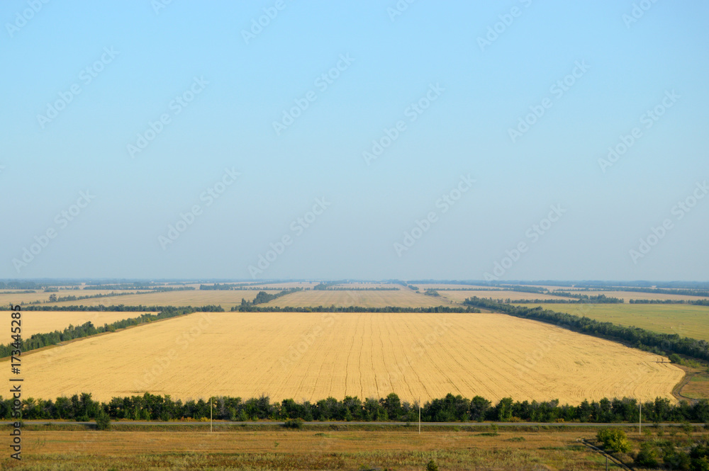 Поля пшеницы на Алтае