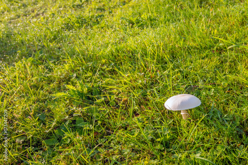 Small whitish mushroom between the grass