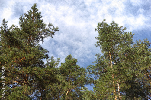 Pine trees and clouds