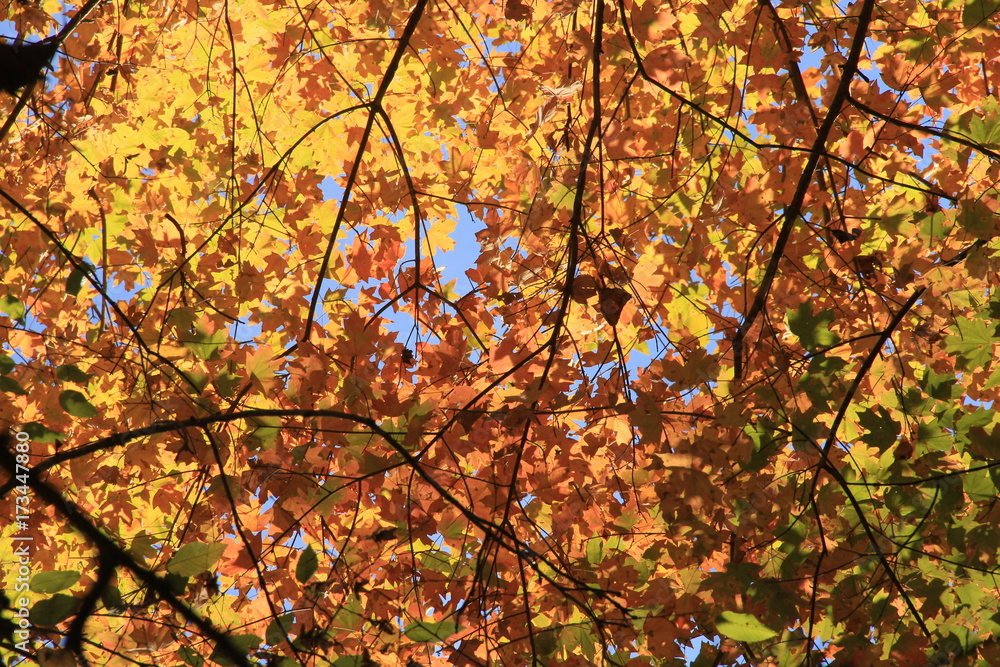 Canopy Cover Canopy Cover