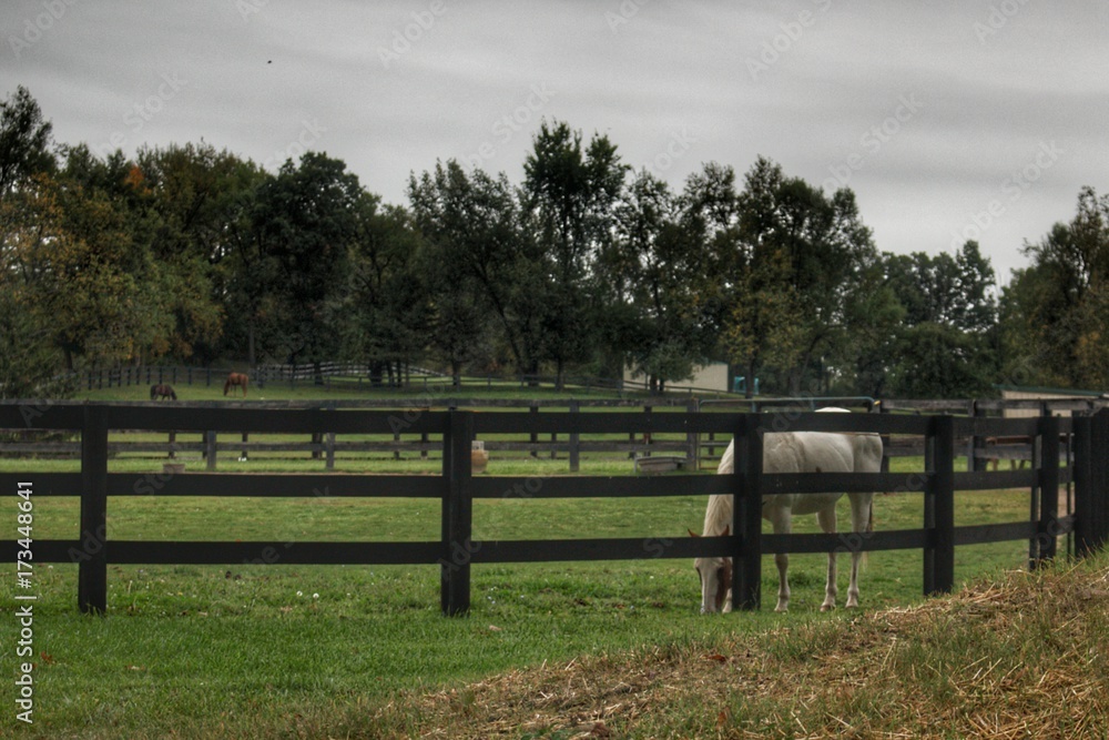 1004 - Beyond the Fence White Horse (1004-ANI-091917-0932A)