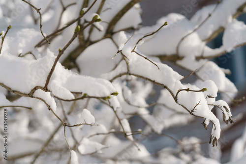 lilac branches covered with snow in morning